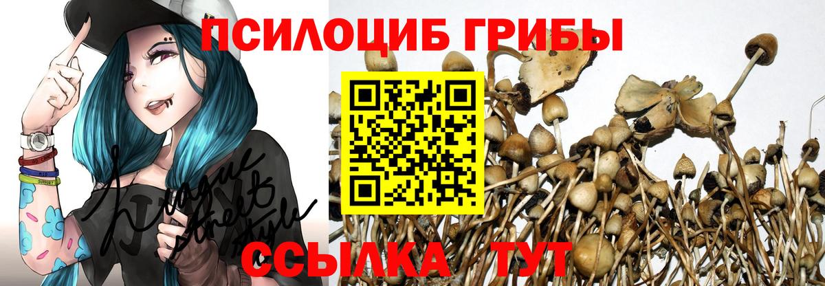Галлюциногенные грибы Psilocybine cubensis Балашов